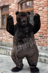  Медведь бурый настоящий